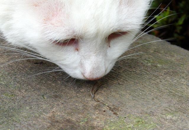 なめくじ へっぽこさんの猫ブログ ネコジルシ