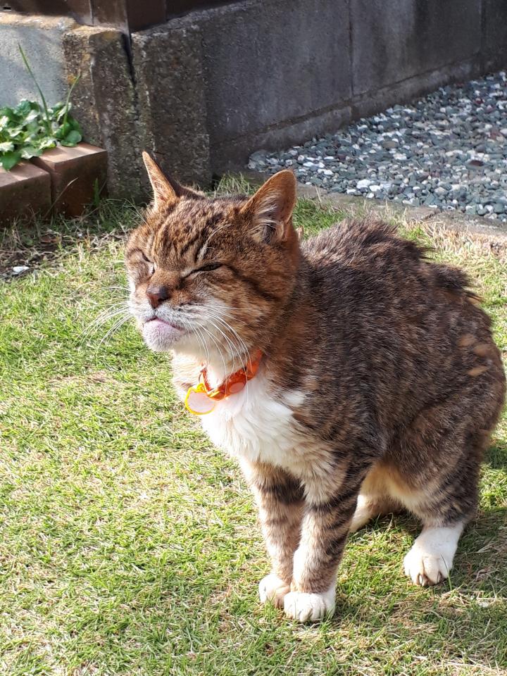 あやかりたいです Fumie1さんの猫ブログ ネコジルシ