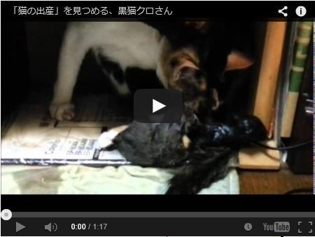 子猫出産 動画あり 新しい家族 なっちゃん 黒猫な日常 クロネコ 黒龍 Mar66さんの猫ブログ ネコジルシ