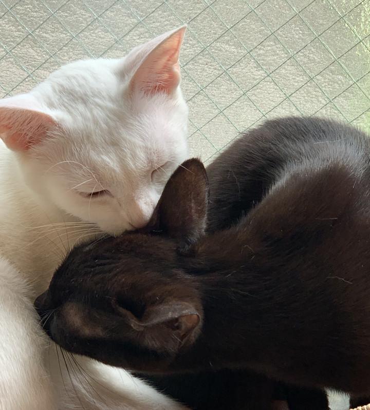 白い猿 黒い猿 もっちーの初恋 さんだあそにあさんの猫ブログ ネコジルシ