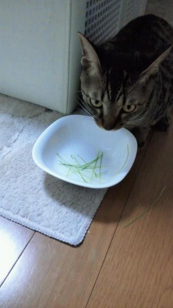 猫 七草を食す おまるママさんの猫ブログ ネコジルシ