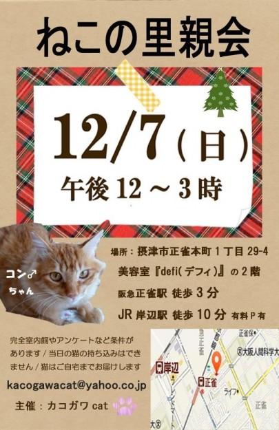 大阪 里親募集中 今日は譲渡会 こあら0808さんの猫ブログ ネコジルシ