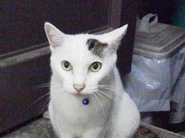 新宿のネコさん Zanさんの猫ブログ ネコジルシ