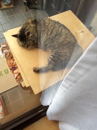 3本足の猫ちゃん 里親様募集中 埼玉 今日のニャンコさん その3 ニャンコのオカンさんの猫ブログ ネコジルシ