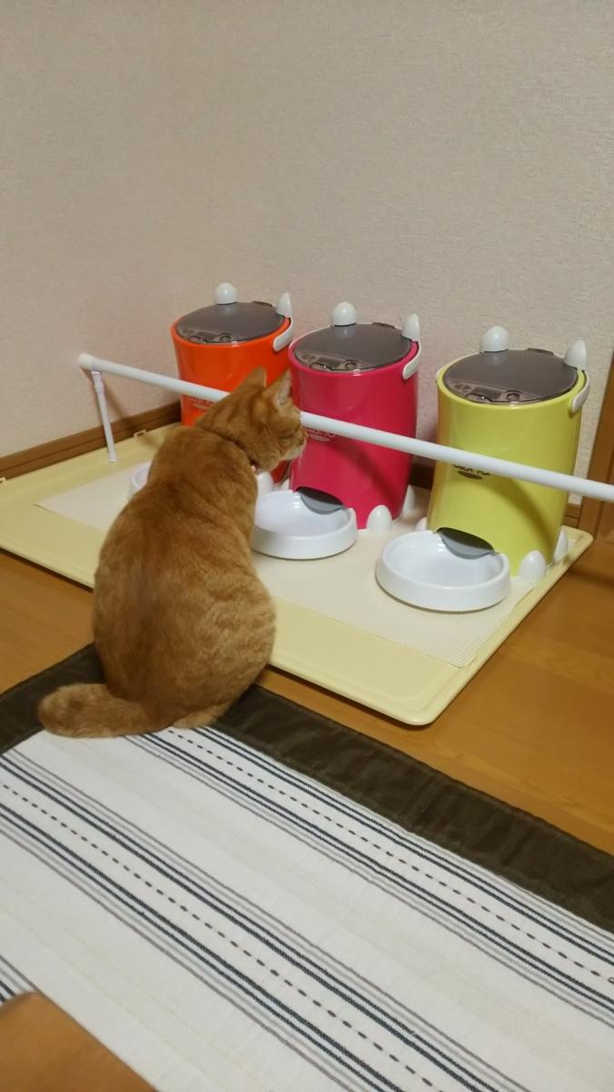 お留守番 W ちゃぴにゃんさんの猫ブログ ネコジルシ