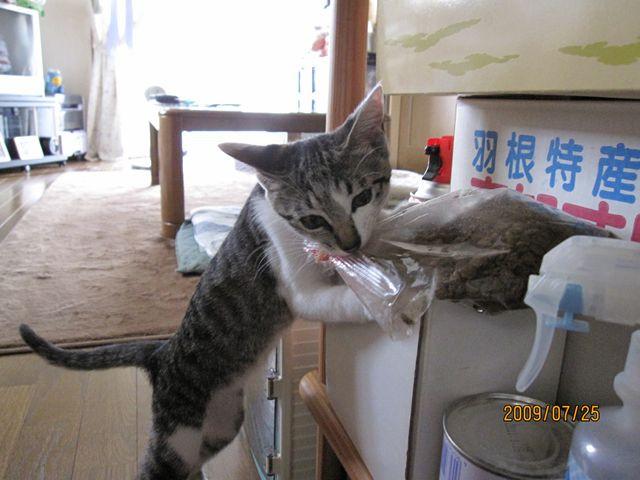 進化するいたずらι(◎д◎)ノヾ - こぴちゃんさんの猫ブログ - ネコジルシ