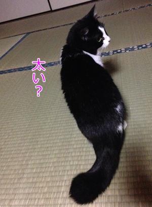 猫のかぎしっぽは幸運をひっかける むすママさんの猫ブログ ネコジルシ