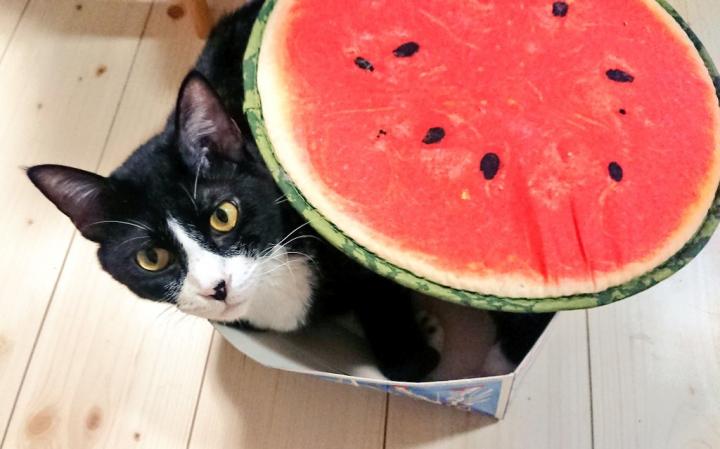 スイカ 食べたくなります にょろねこさんの猫ブログ ネコジルシ