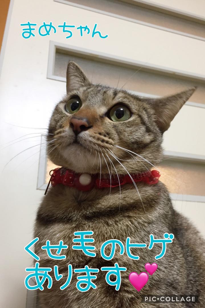 まめちゃん には枝毛あります ポンチョスさんの猫ブログ ネコジルシ