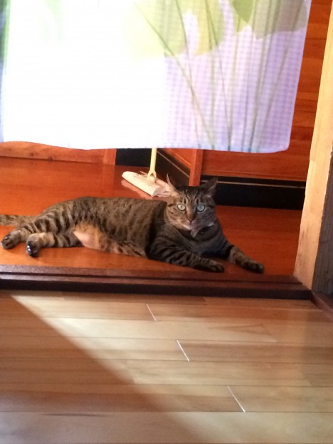 お腹のハゲ - natsukokoさんの猫ブログ - ネコジルシ