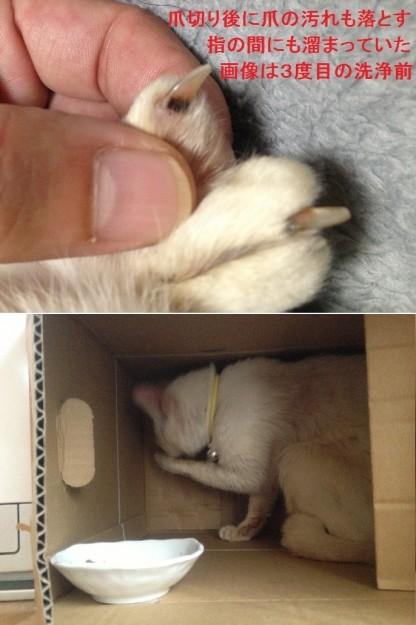 目薬の効果 と 爪 指 のお手入れ Nerunekoさんの猫ブログ ネコジルシ