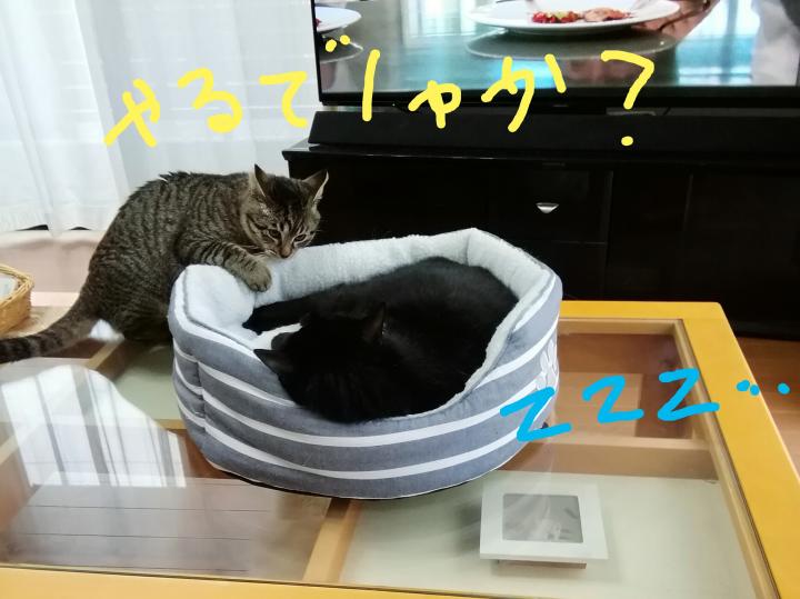 はなちゃん こてつ君に完敗 ぴんくちぇりーさんの猫ブログ ネコジルシ