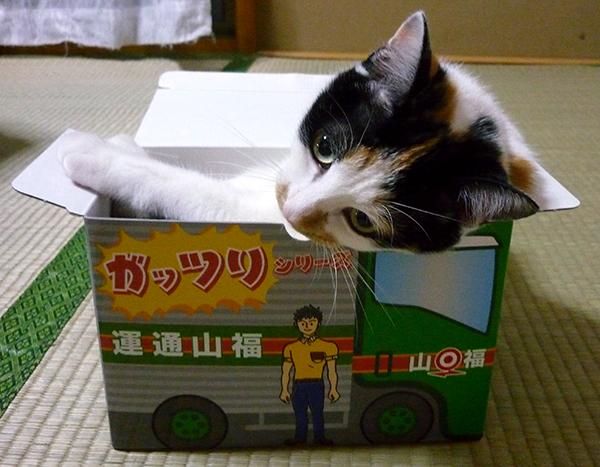 ニャン箱 Tomtoさんの猫ブログ ネコジルシ