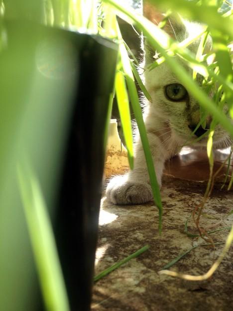 今日も涼しいですね べんじゃみんさんの猫ブログ ネコジルシ