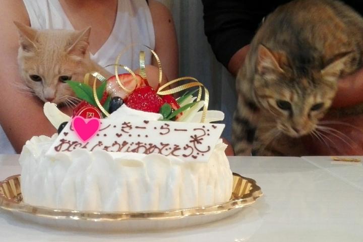 そーいえば 誕生日でしたね はるこきなこさんの猫ブログ ネコジルシ