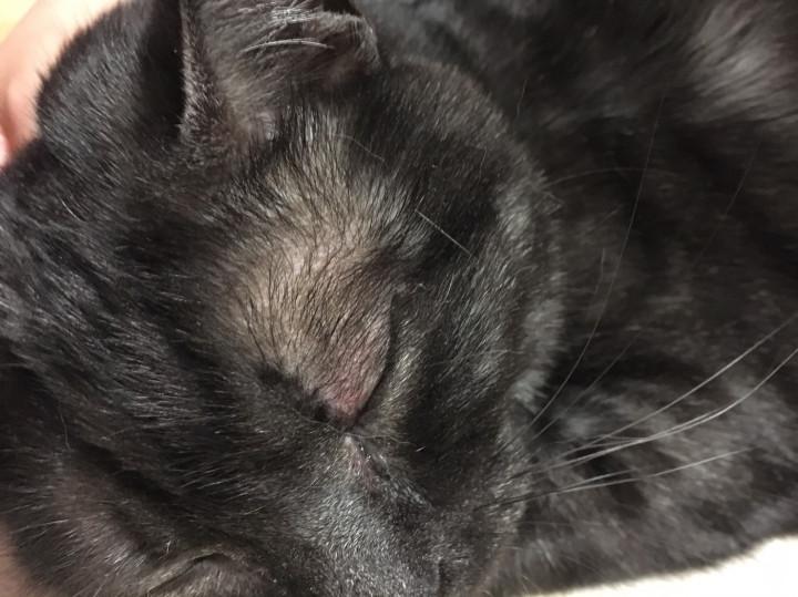瞼 赤く腫れている Miy さんの猫ブログ ネコジルシ
