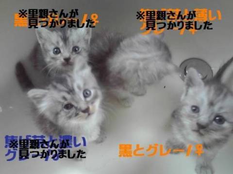 猫]兵庫県の里親募集 【色・性別】 濃いグレー：1匹