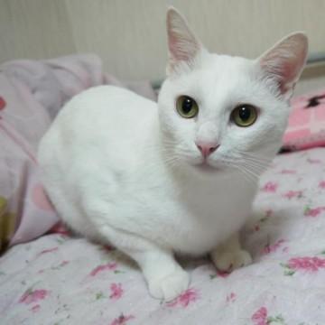 猫]埼玉県の里親募集 きれいな白猫さん。 推定3歳～