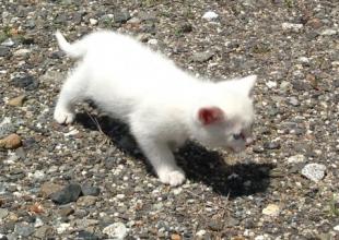 [猫]福島県の里親募集 元気な白い子猫（姉）
