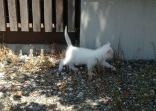 猫]福島県の里親募集 元気な白い子猫（姉）