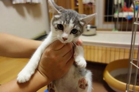 千葉県 おっとり大人しい可愛い子猫 猫の里親募集 ネコジルシ