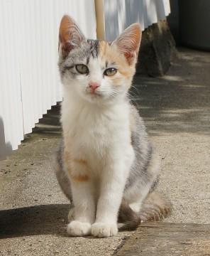 猫]福島県の里親募集 クリーム色の三毛猫ちゃん