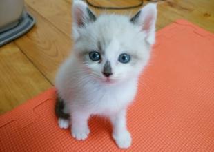 [猫]鹿児島県の里親募集 可愛いにゃんちゃん