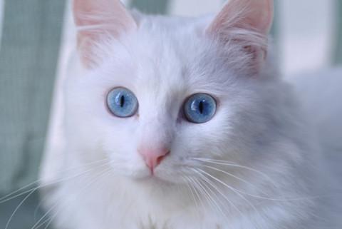 猫]千葉県の里親募集 超～美形で長毛の白猫ちゃん