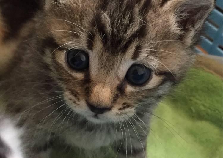 大阪府 キジトラ子猫ちゃん 猫の里親募集 ネコジルシ