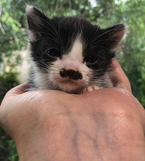 福岡県 ヒゲ模様がかわいいハチワレの保護猫です 猫の里親募集 ネコジルシ