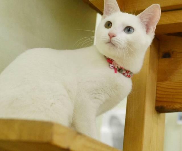 福岡県 オッドアイ美人 猫の里親募集 ネコジルシ