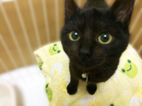 猫]北海道の里親募集 可愛い黒猫の子猫キキちゃん