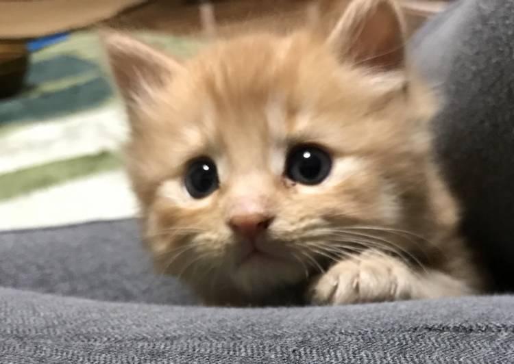 岩手県 かわいい茶トラの赤ちゃん 猫の里親募集 ネコジルシ