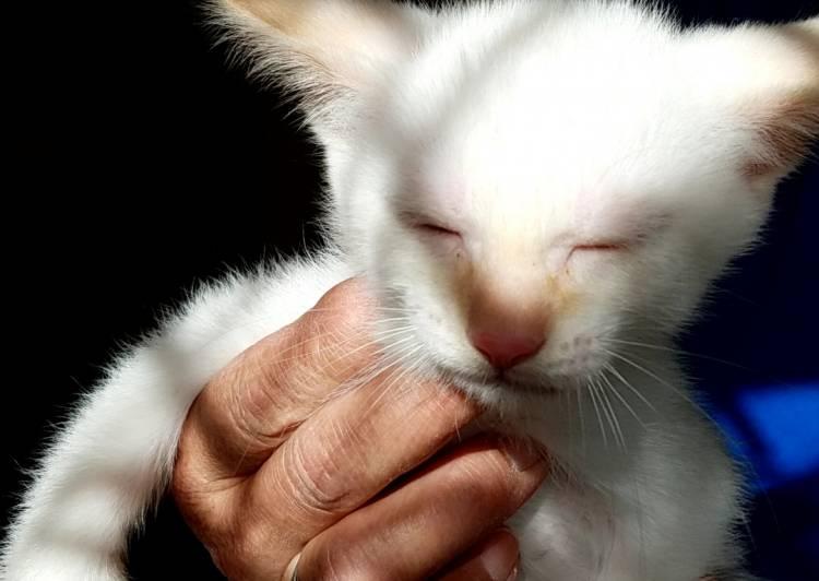 猫の里親募集 旭川 ネコジルシ