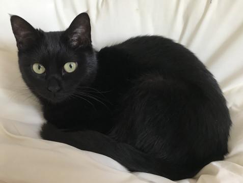 猫]香川県の里親募集 美人で賢い黒猫さん