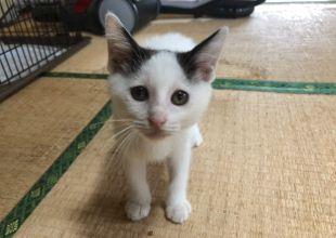 [猫]熊本県の里親募集 可愛い白黒猫です。