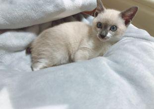 [猫]東京都の里親募集 シャム猫風、丸顔まんまる目の子猫