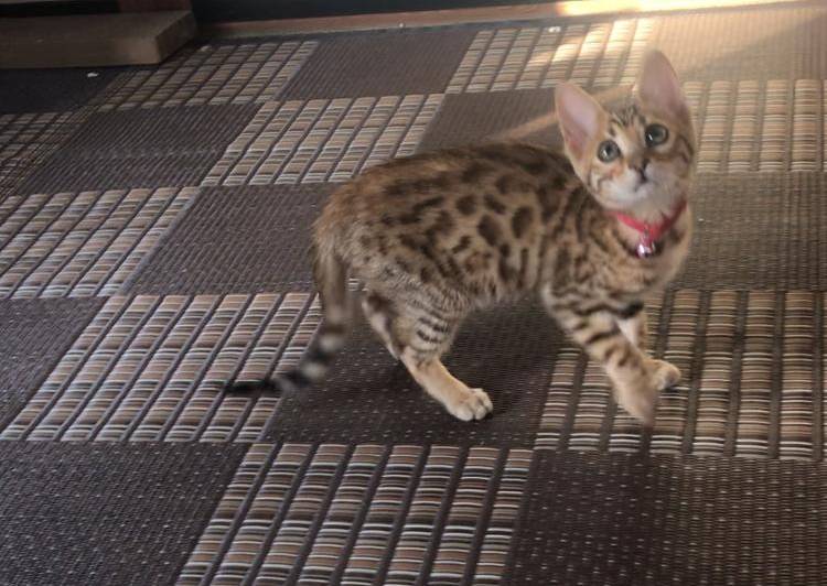 群馬県 純血 ベンガル猫 子猫 猫の里親募集 ネコジルシ