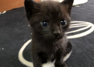猫]佐賀県の里親募集 可愛い黒猫の子猫ちゃん