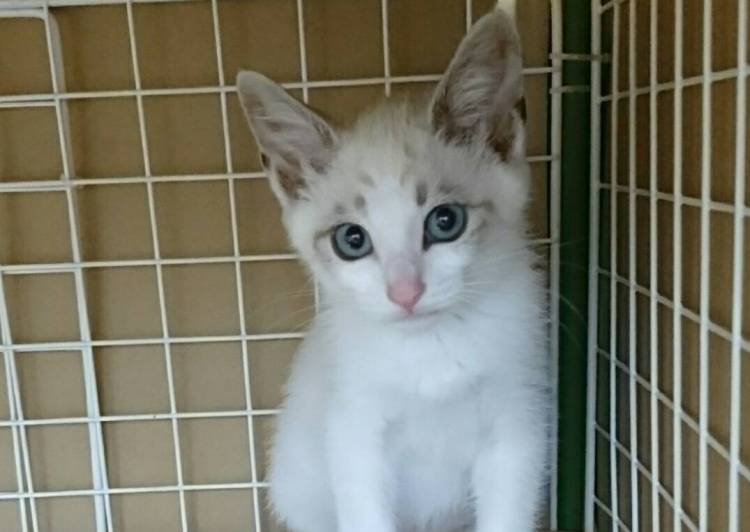 北海道の猫の里親募集 釧路市 ネコジルシ