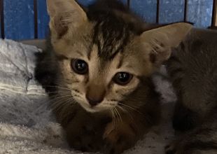 京都府の猫の里親募集 サビ ネコジルシ