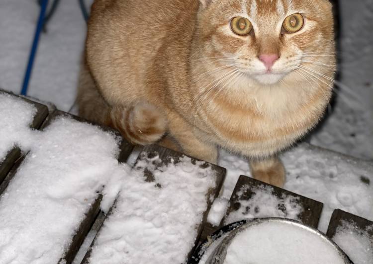 北海道の猫の里親募集 - 室蘭市 - ネコジルシ