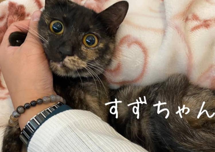 奈良県 明日12 譲渡会 すずちゃん 猫の里親募集 ネコジルシ