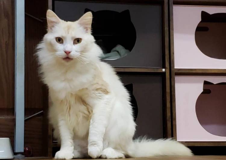 神奈川県 メインクーン もうすぐ7歳になります 猫の里親募集 ネコジルシ