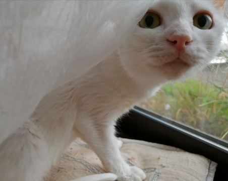 猫]静岡県の里親募集 気立ての優しい美しい白猫