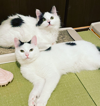 猫]埼玉県の里親募集 【里親さま決定】白黒ぶち猫兄弟