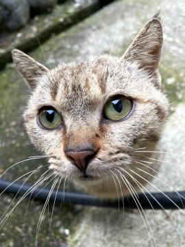 猫]富山県の里親募集 【譲渡決定】可愛い優しい外猫