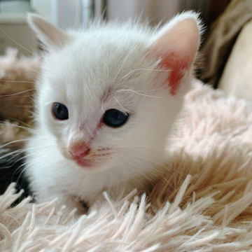 猫]長崎県の里親募集 生後１ヶ月の白猫の赤ちゃん♂