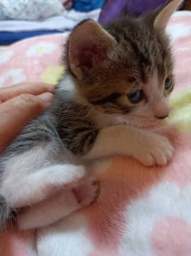 猫]千葉県の里親募集 黒白の靴下にゃんこ