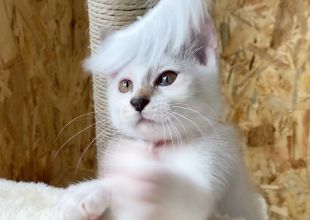 [猫]千葉県の里親募集 奇跡の猫！幸せを呼ぶ猫 アラレちゃん